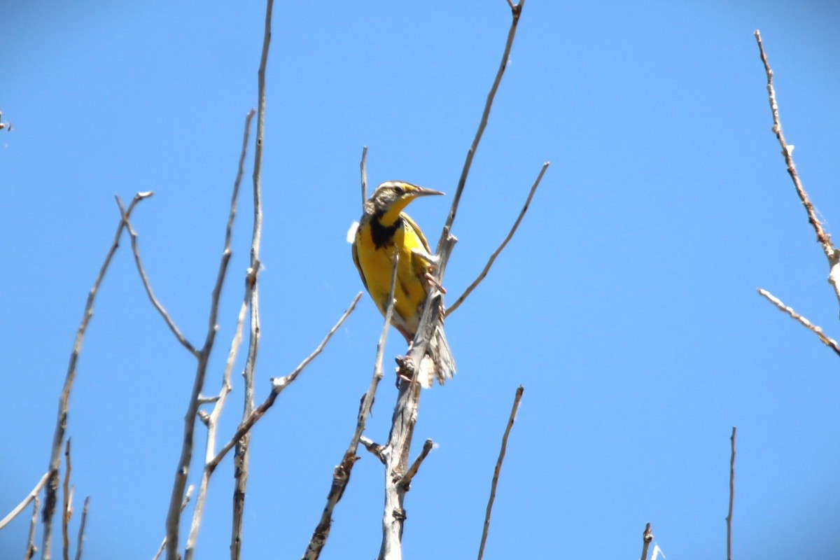 Western Meadowlark - ML621016326