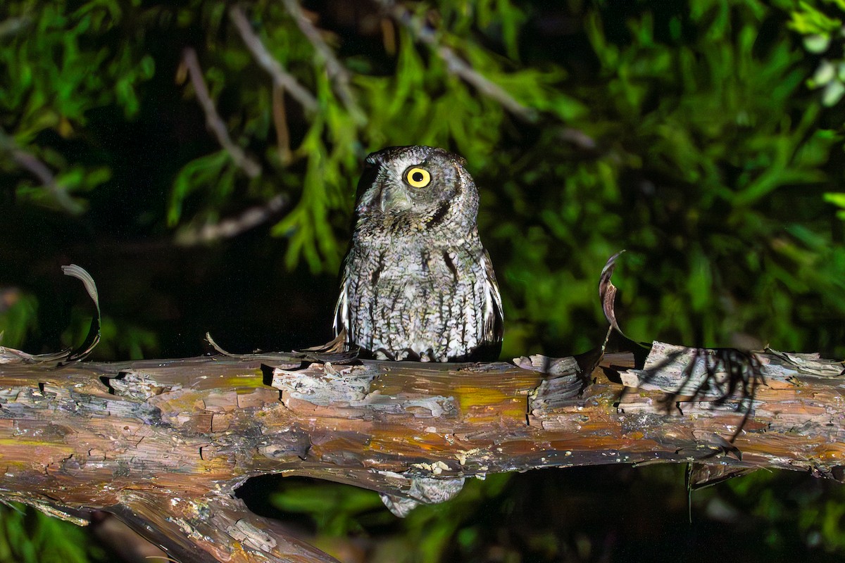 Western Screech-Owl - ML621016334
