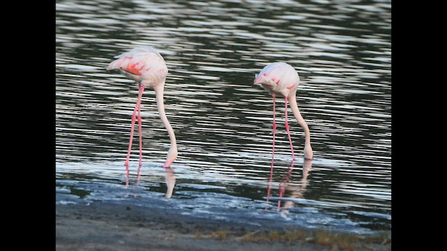 Greater Flamingo - ML621016340