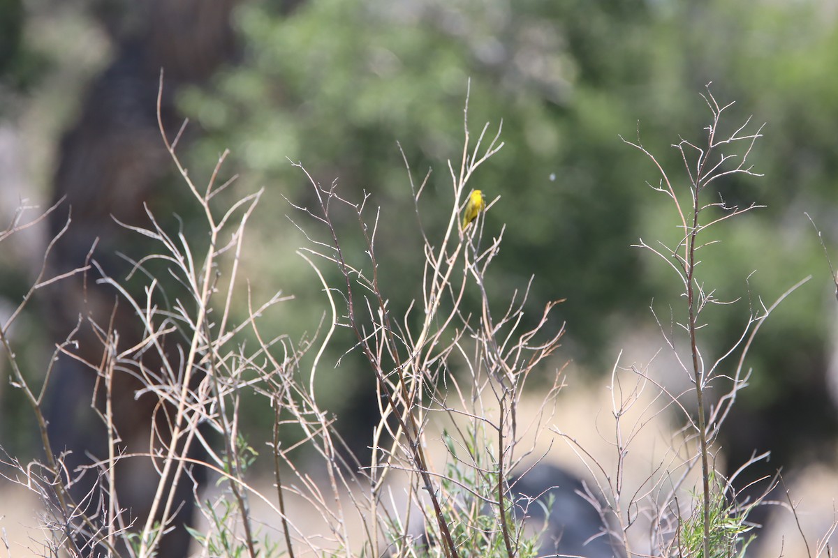 Paruline jaune - ML621016349