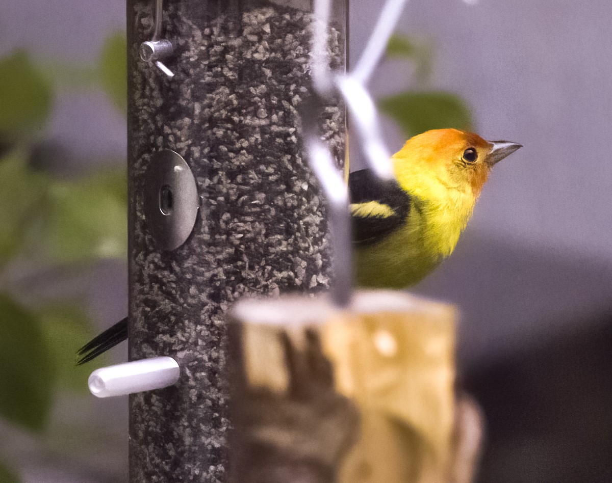 Western Tanager - ML621016351