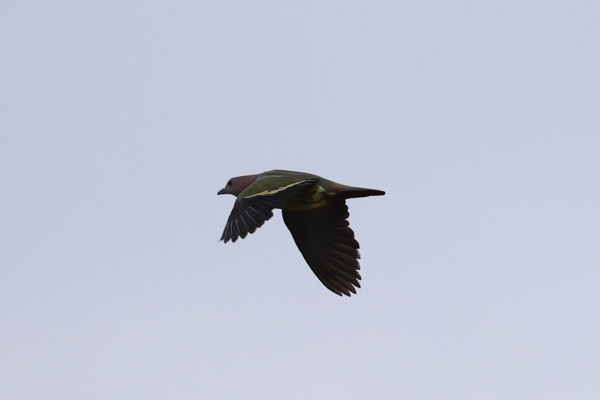 Pink-necked Green-Pigeon - ML621016406