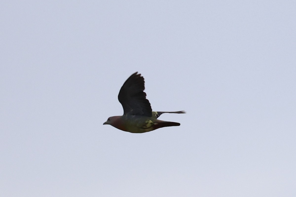 Pink-necked Green-Pigeon - ML621016407