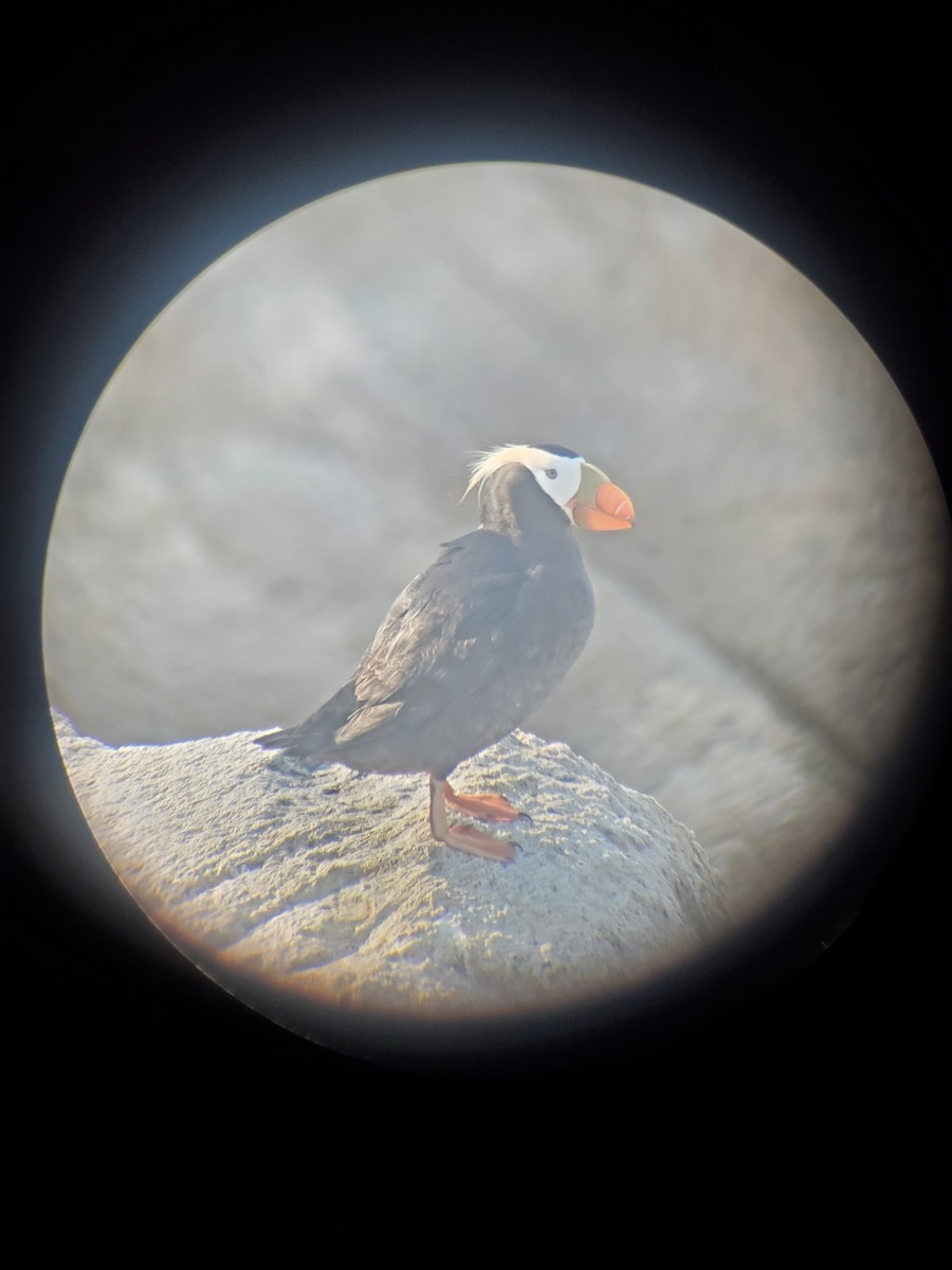 Tufted Puffin - ML621016422