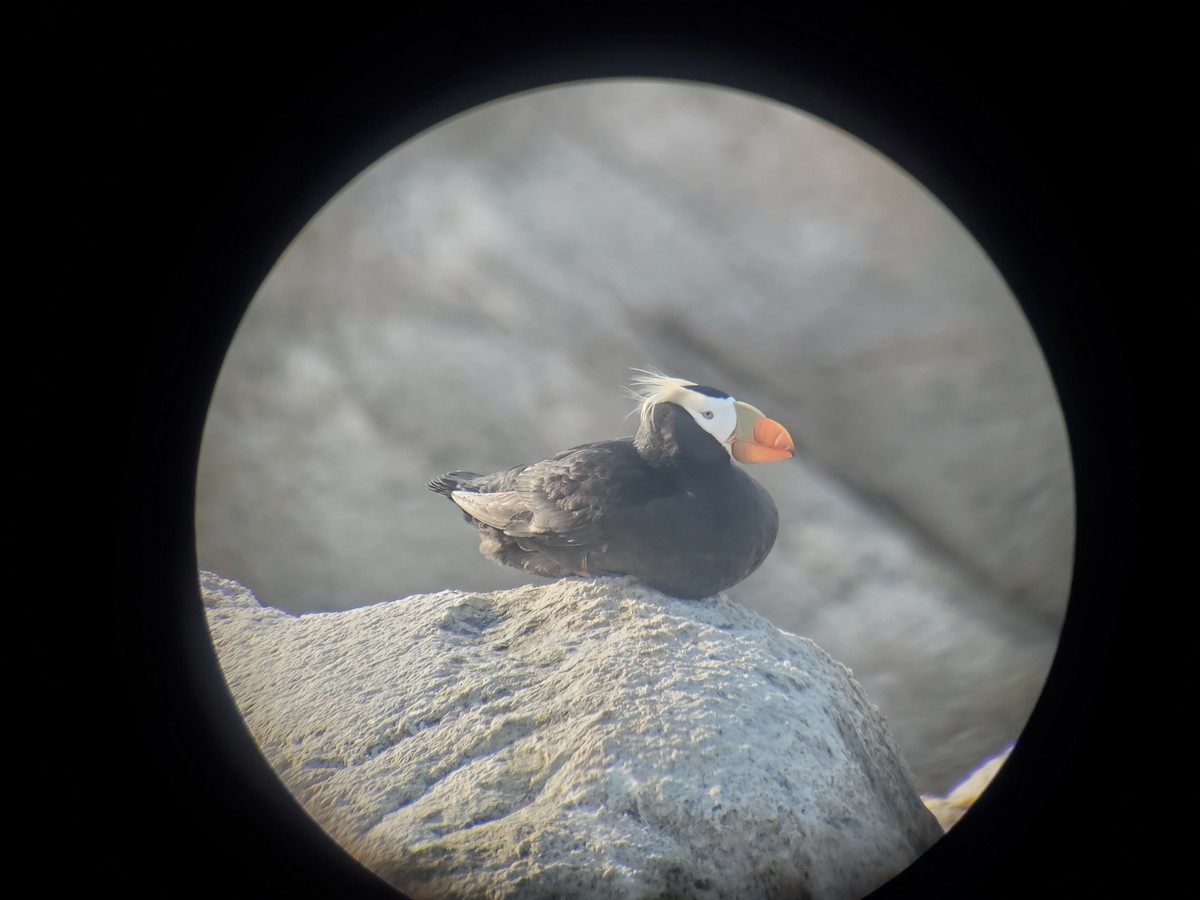 Tufted Puffin - ML621016423