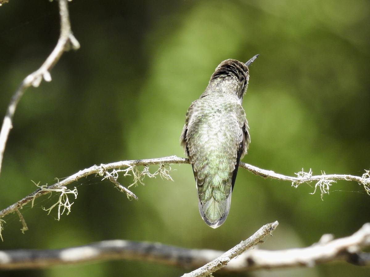 Anna's Hummingbird - Erin Holle