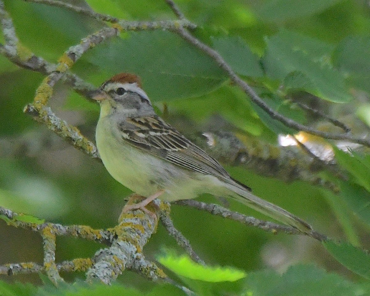 Chipping Sparrow - ML621016473