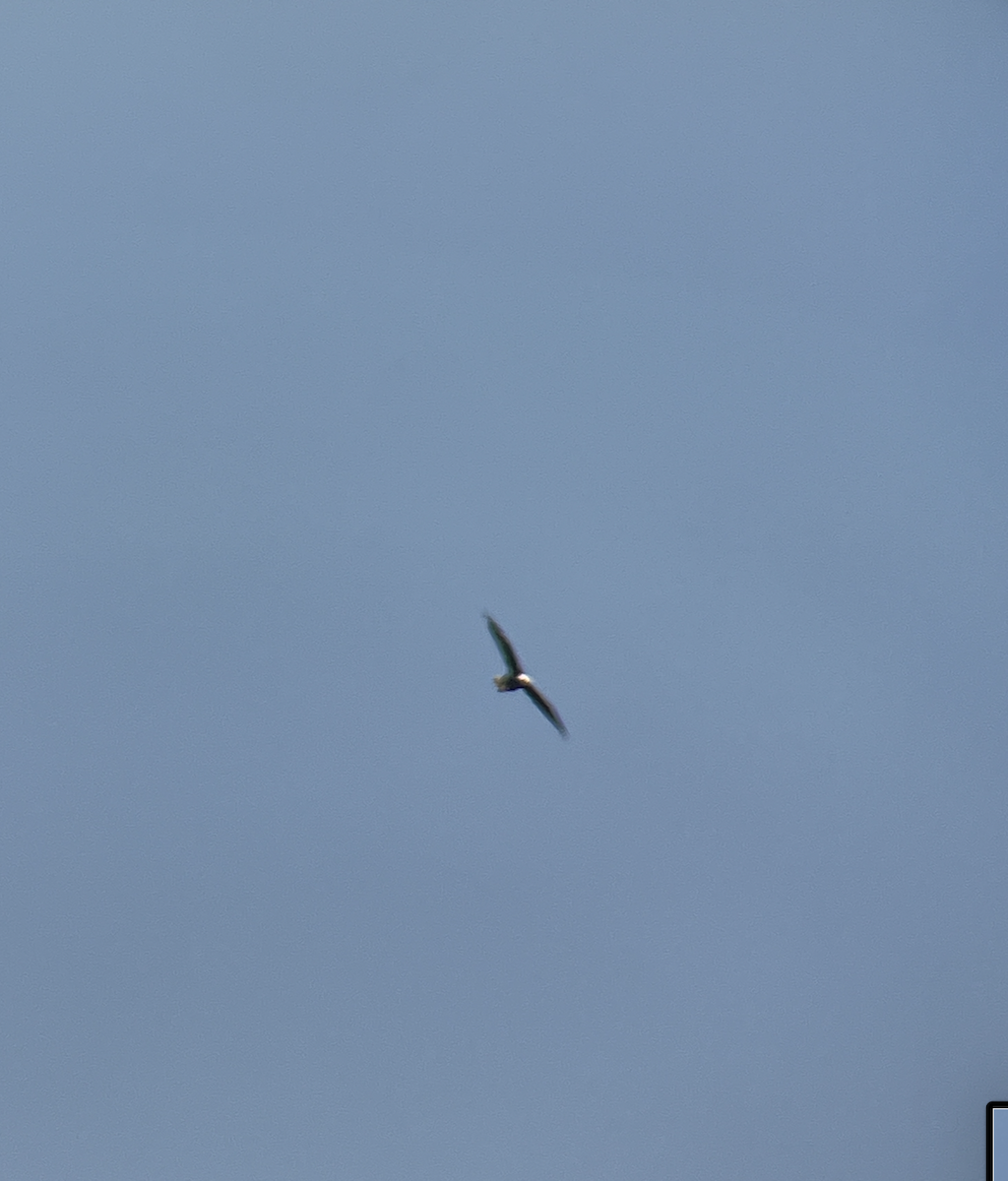 Белоголовый орлан - ML621016495