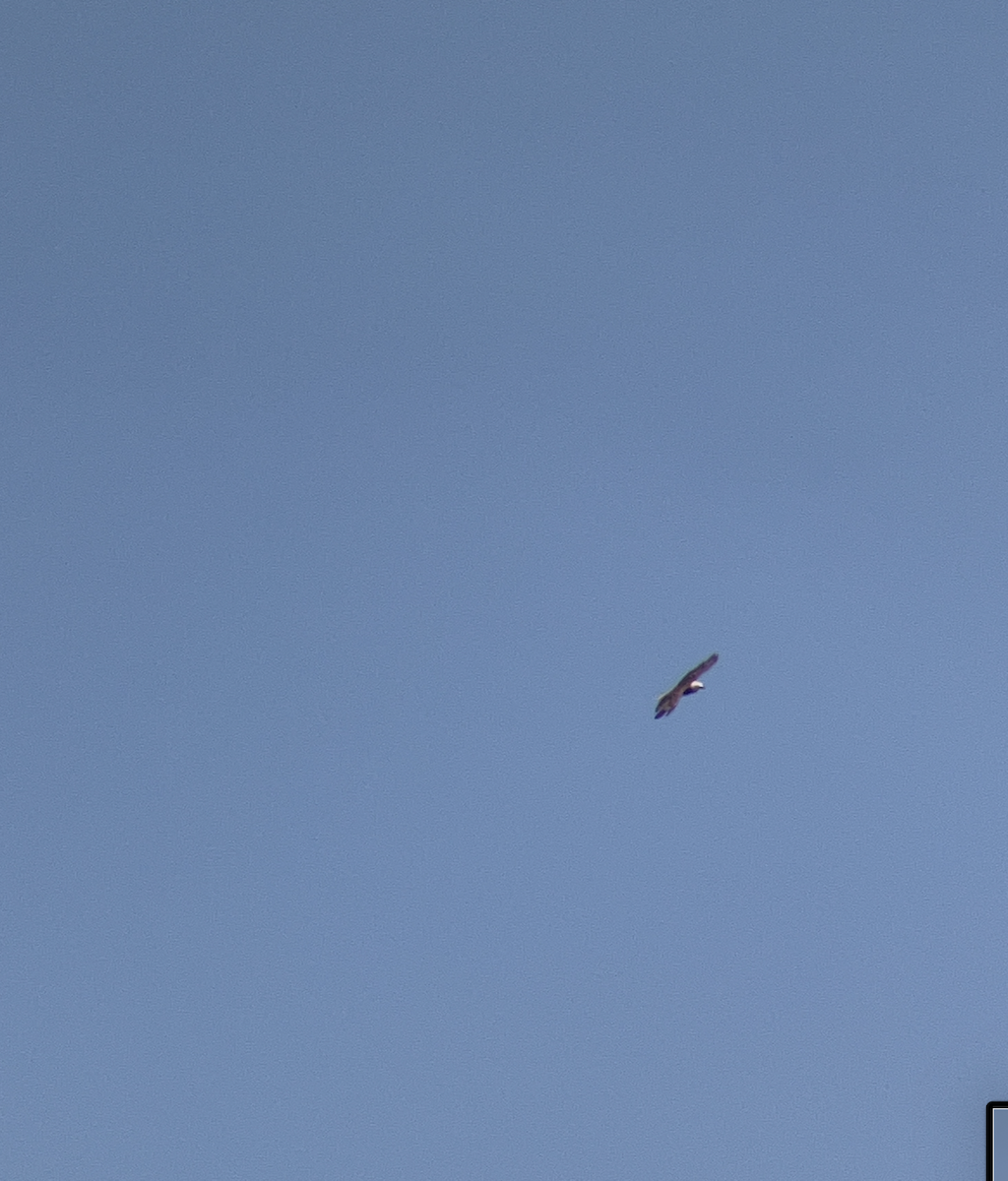 Белоголовый орлан - ML621016496