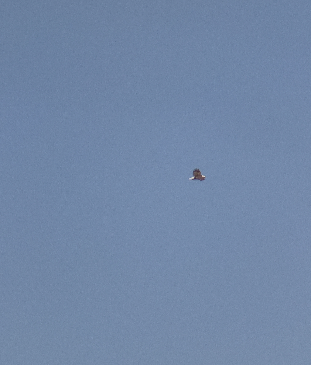 Белоголовый орлан - ML621016497