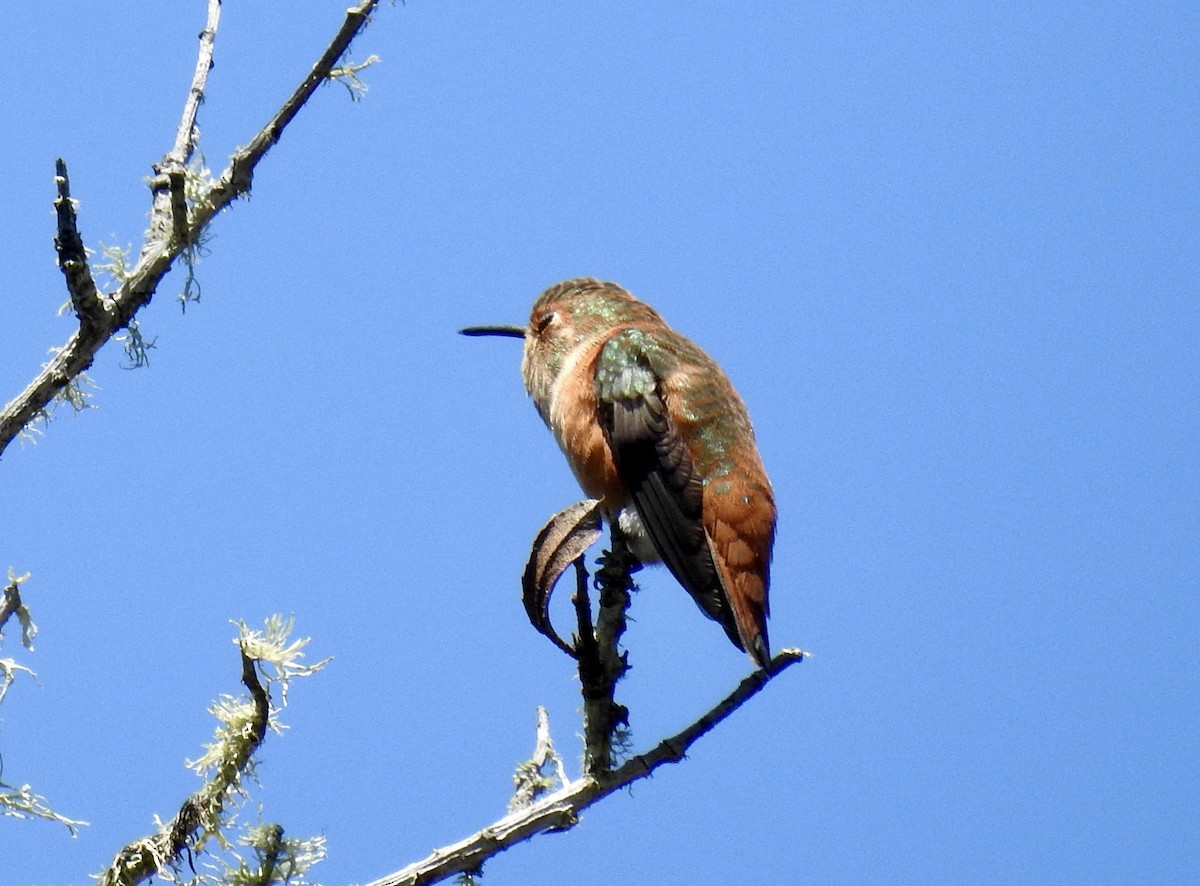 Allen's Hummingbird - ML621016518