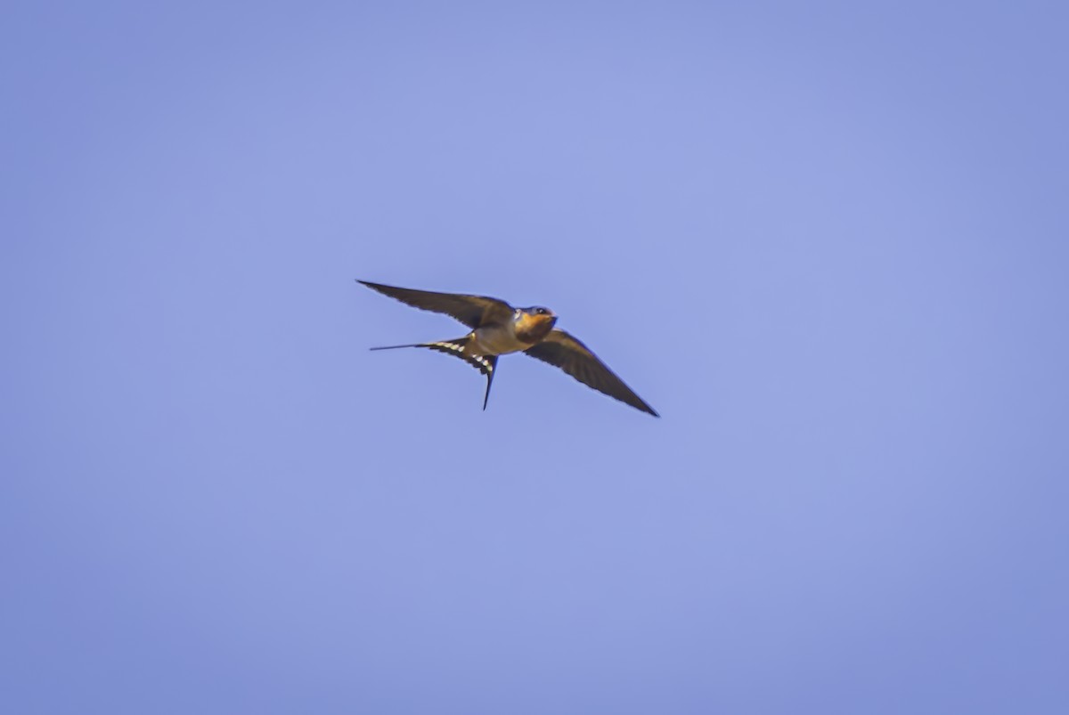 Barn Swallow - ML621016544