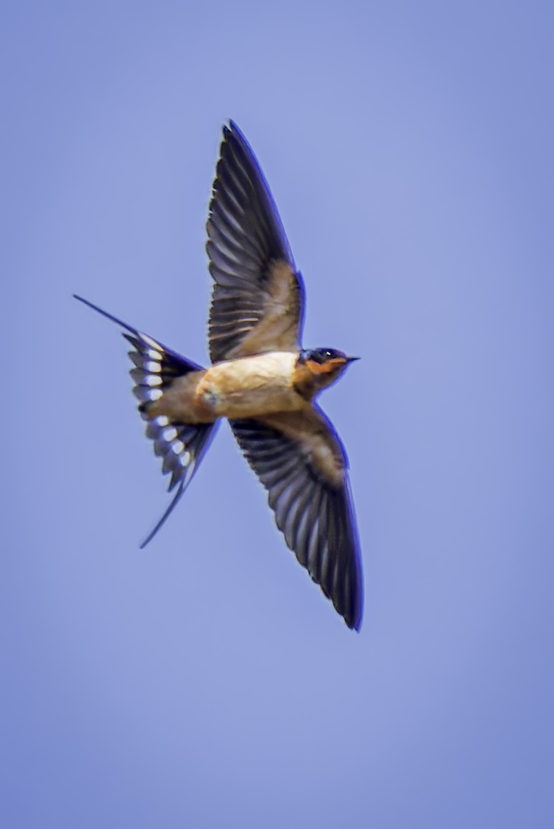 Barn Swallow - ML621016545