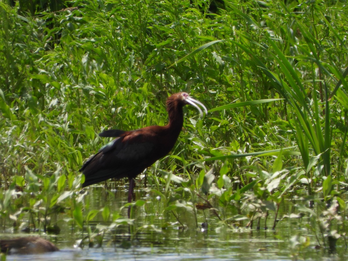 White-faced Ibis - ML621016573