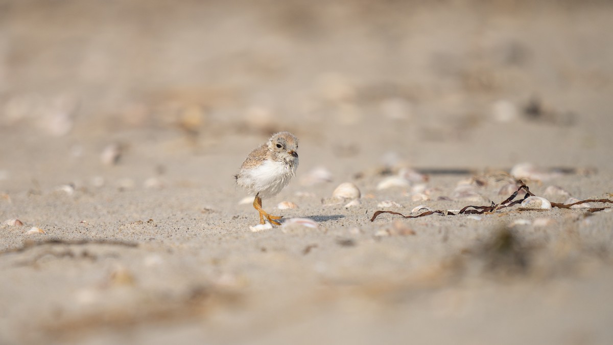 Piping Plover - ML621016614