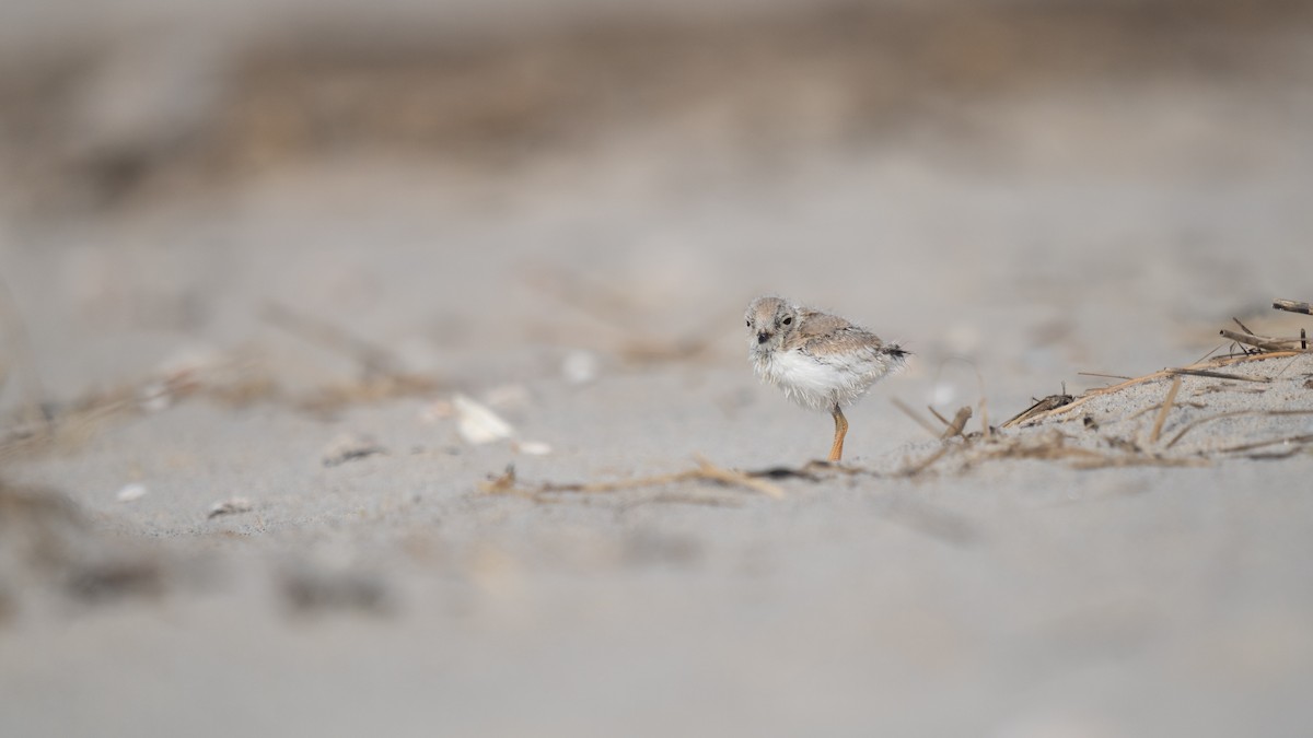 Piping Plover - ML621016615