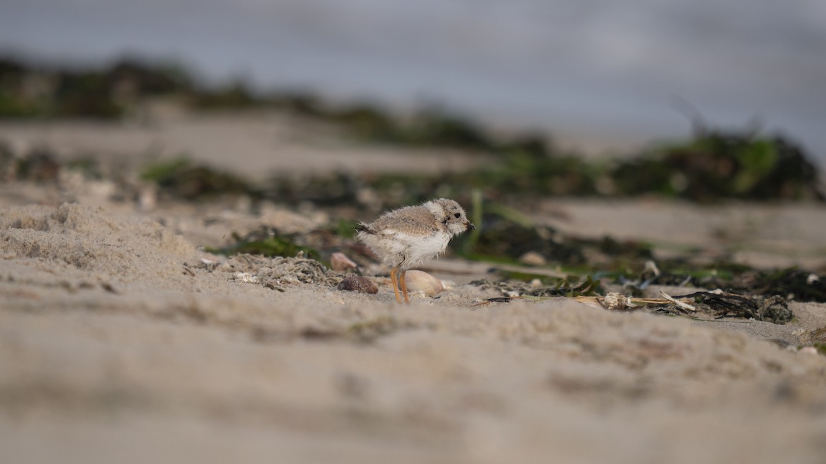 Piping Plover - ML621016616