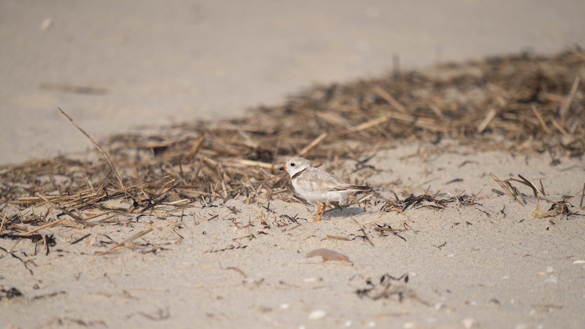 Piping Plover - ML621016617