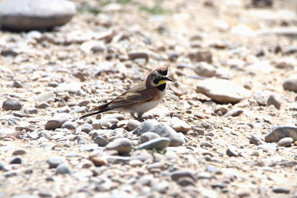 Horned Lark - ML621016633