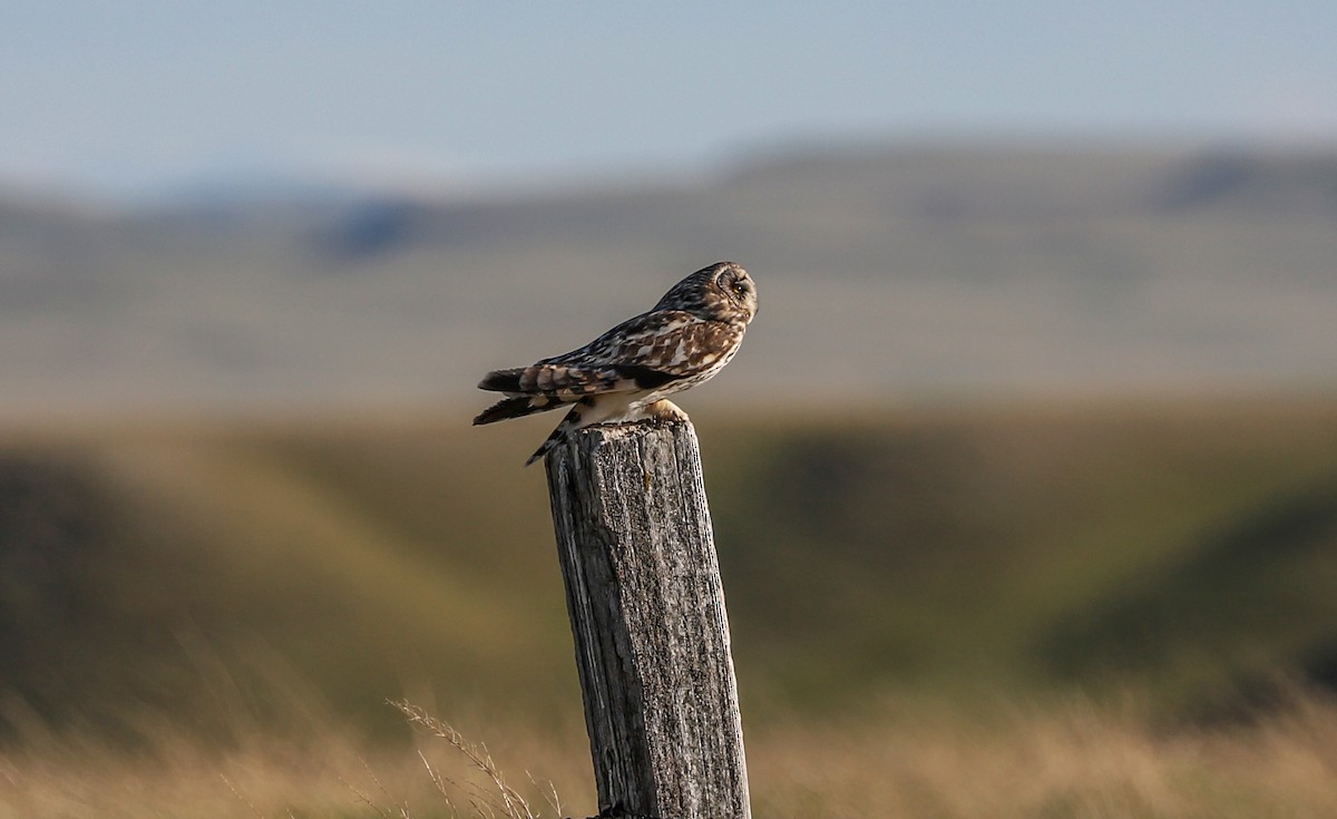 Short-eared Owl - ML621016653
