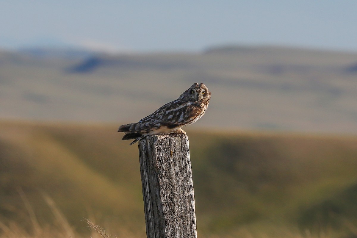Short-eared Owl - ML621016654