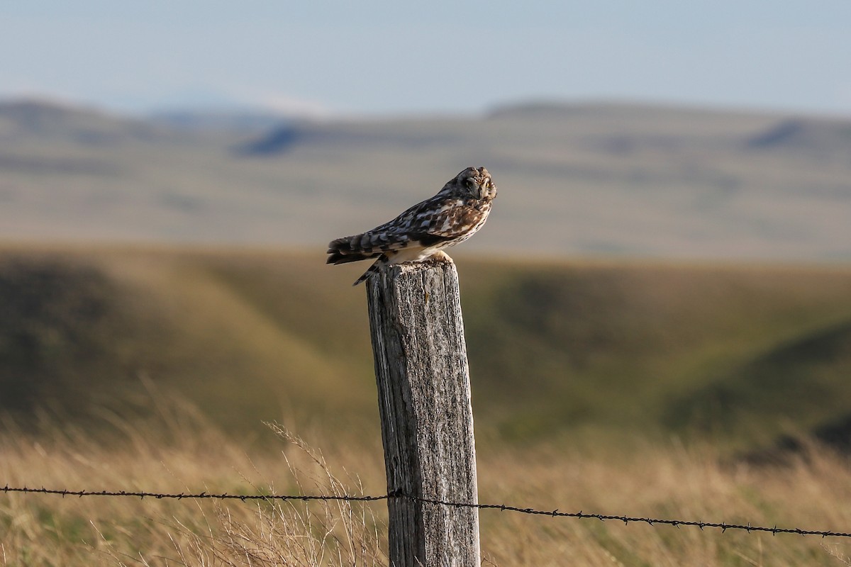 Short-eared Owl - ML621016656