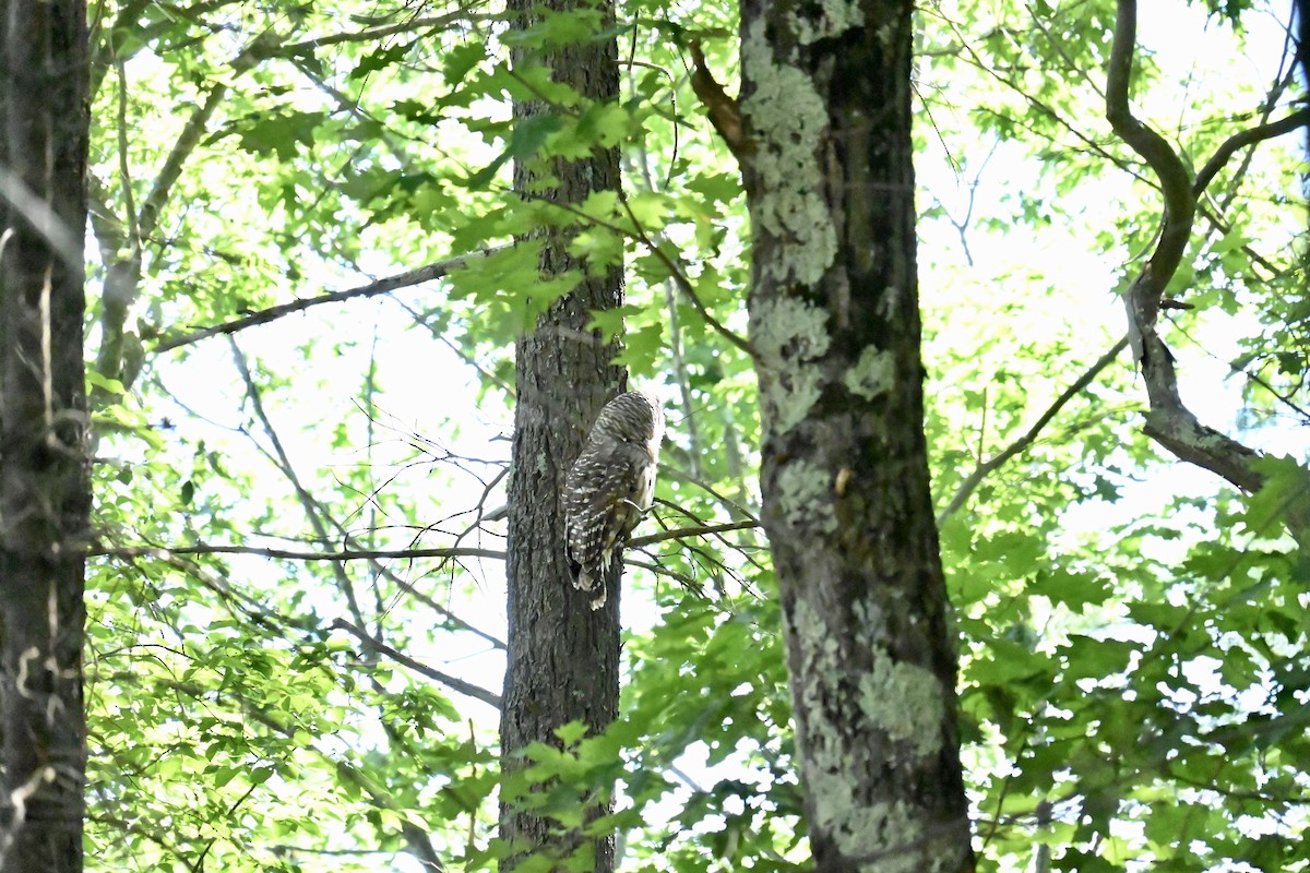 Barred Owl - ML621016659