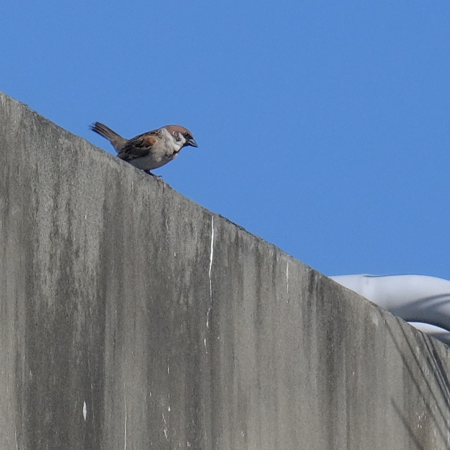 Eurasian Tree Sparrow - ML621016669