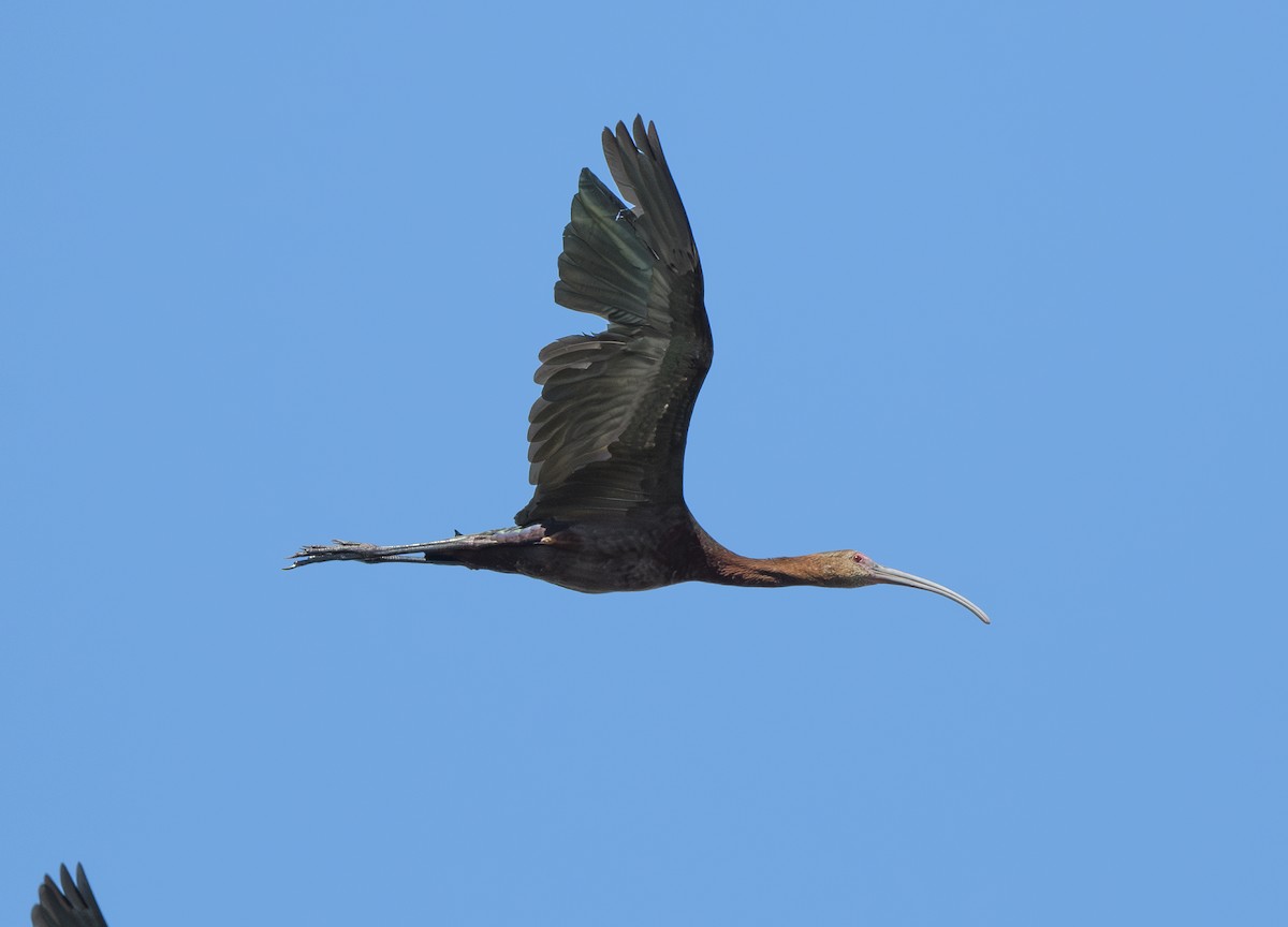 ibis americký - ML621016681