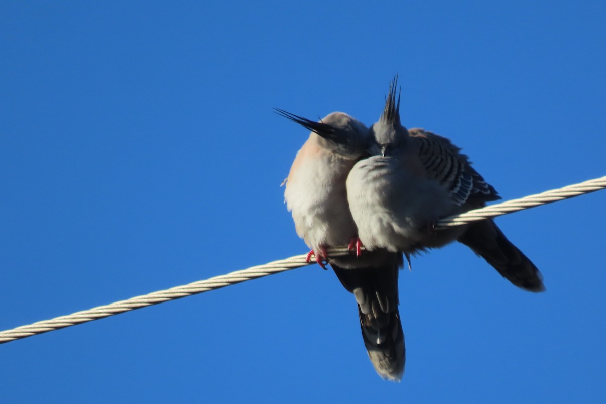 Crested Pigeon - ML621016684