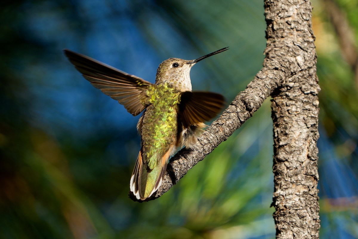 Broad-tailed Hummingbird - ML621016699