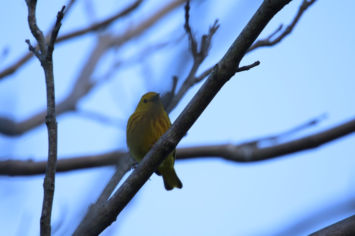 Yellow Warbler - ML621016706