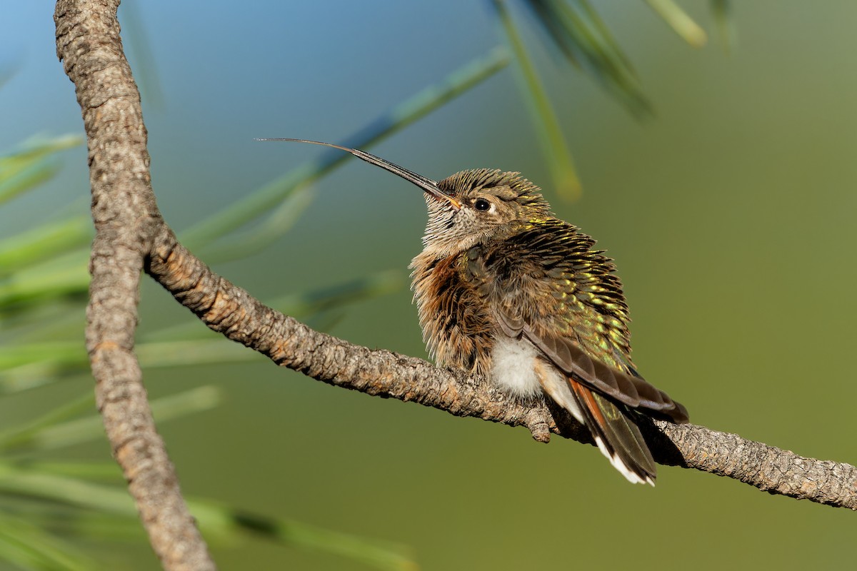 Broad-tailed Hummingbird - ML621016708