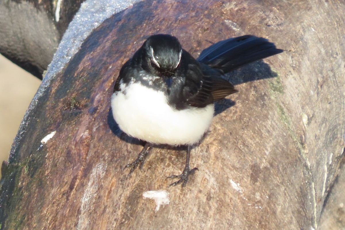 Willie-wagtail - ML621016726