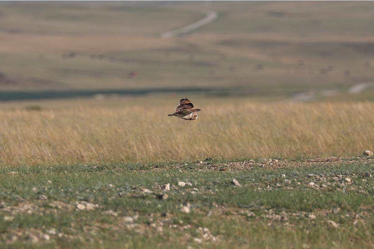Short-eared Owl - ML621016728