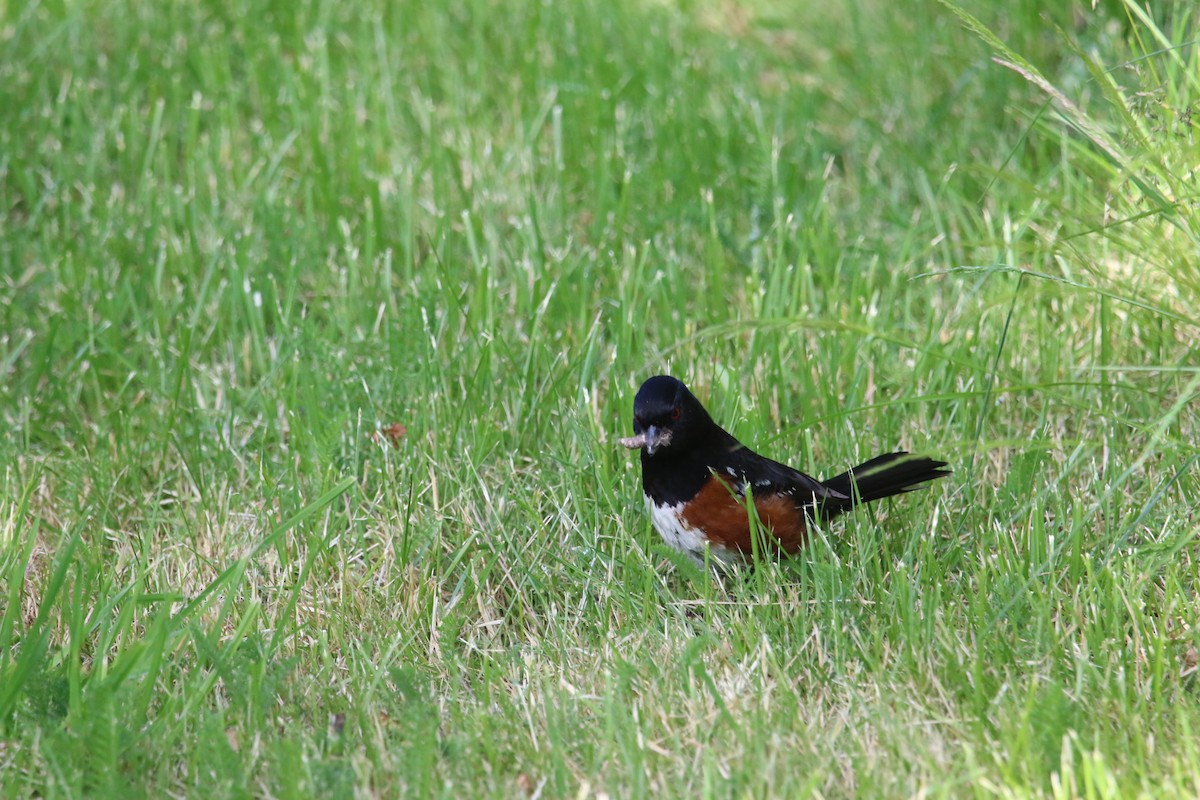Spotted Towhee - ML621016781