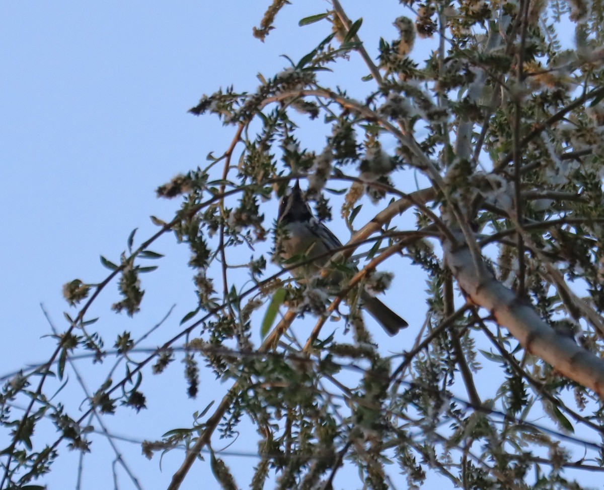 Black-throated Gray Warbler - ML621016782