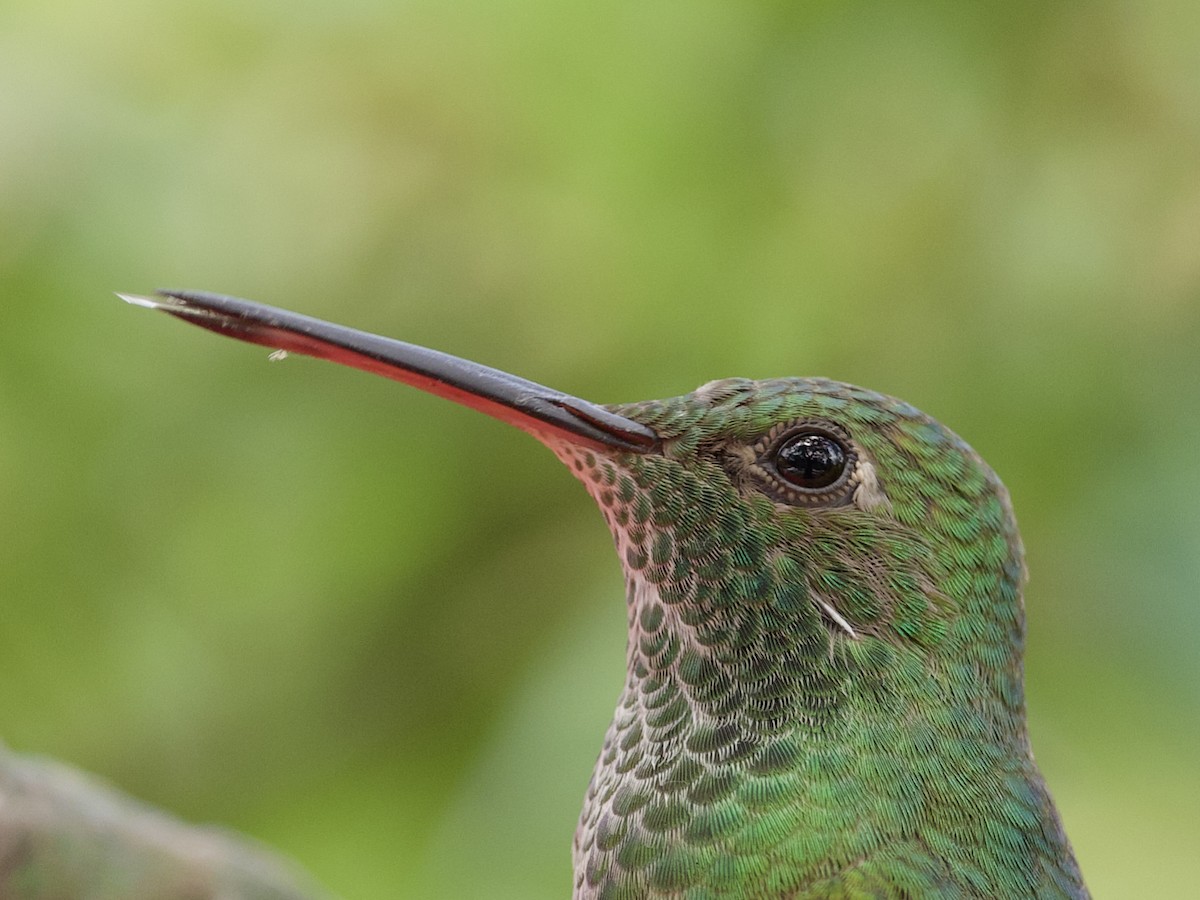kolibřík mexický - ML621016811