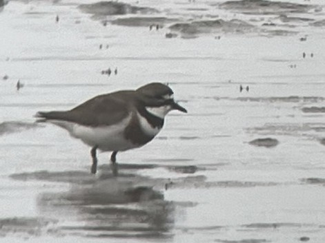 Double-banded Plover - ML621016812