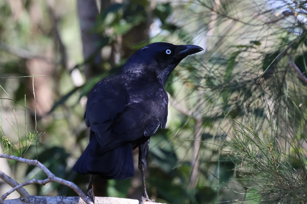Torresian Crow - ML621016818