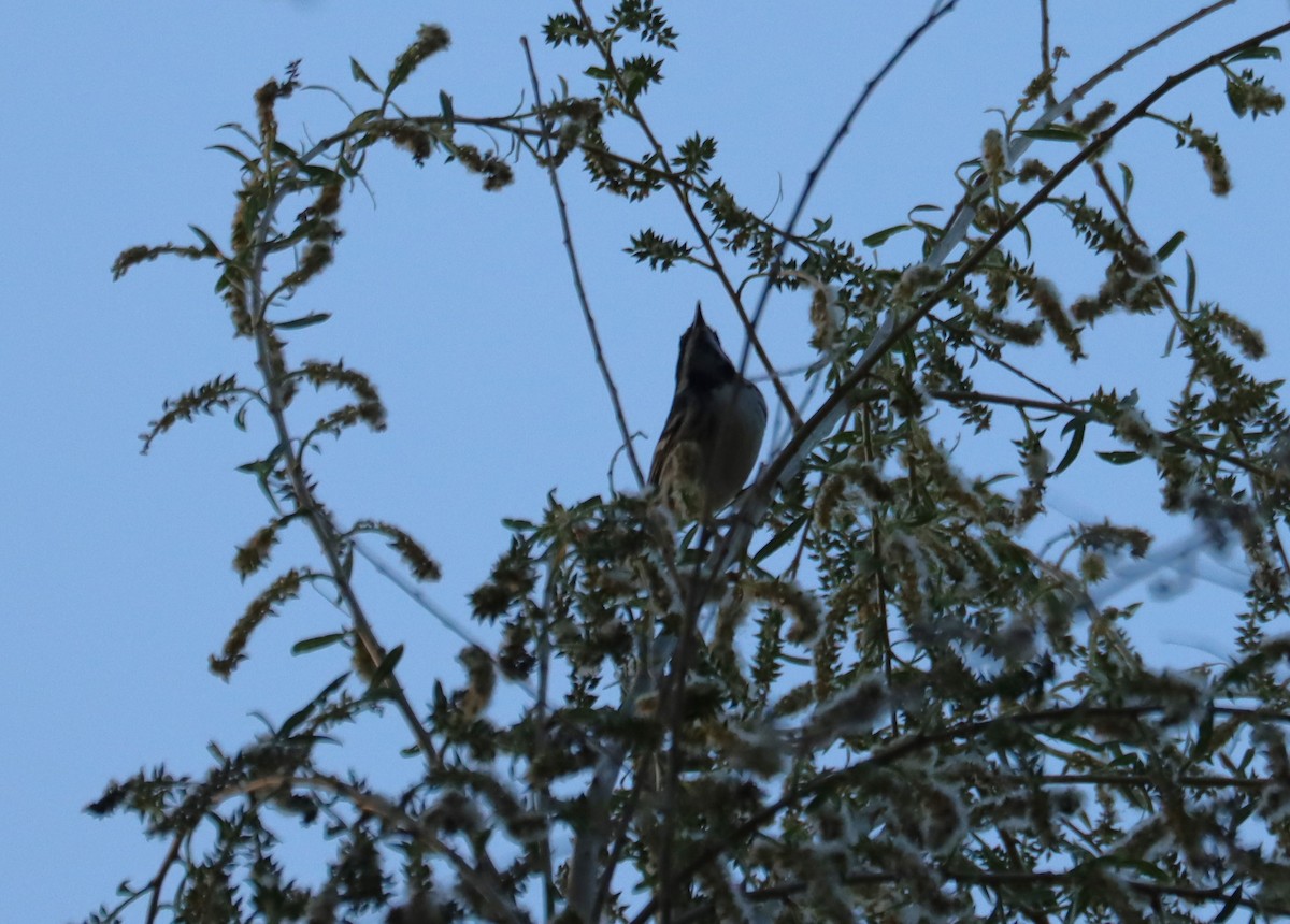 Black-throated Gray Warbler - ML621016822