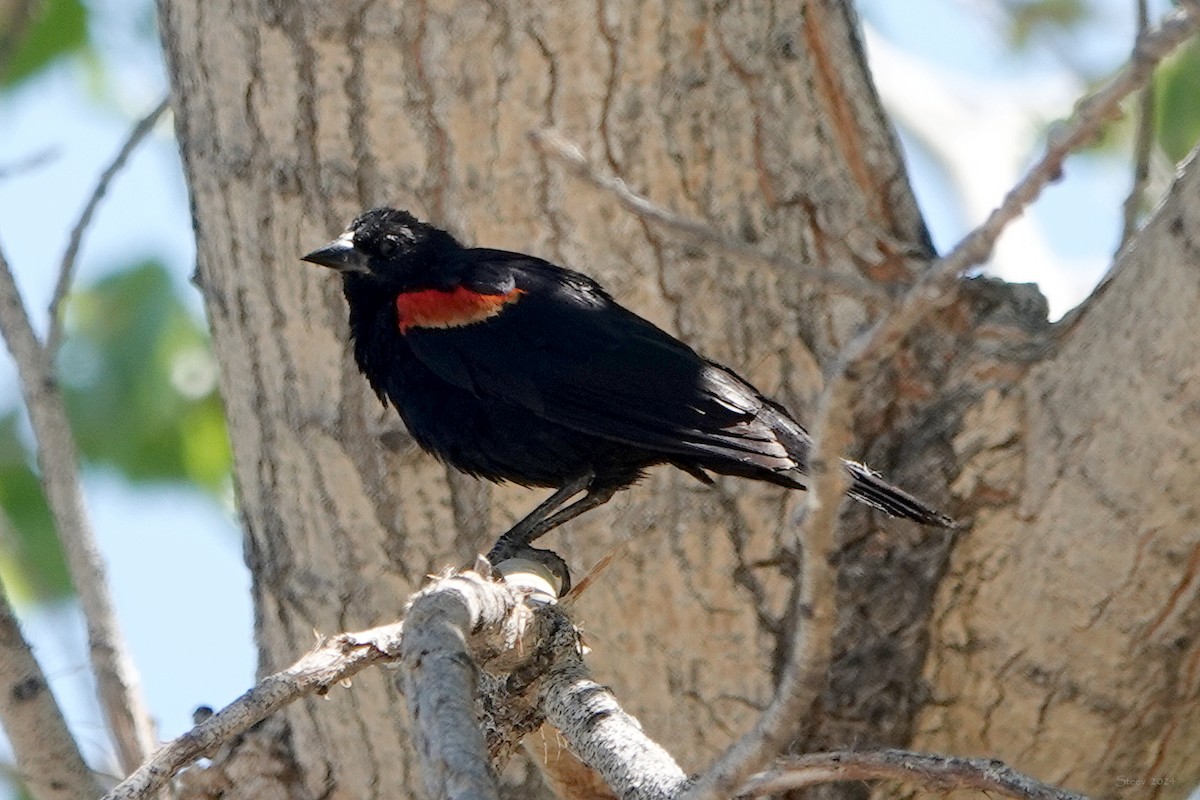 Red-winged Blackbird - ML621016824