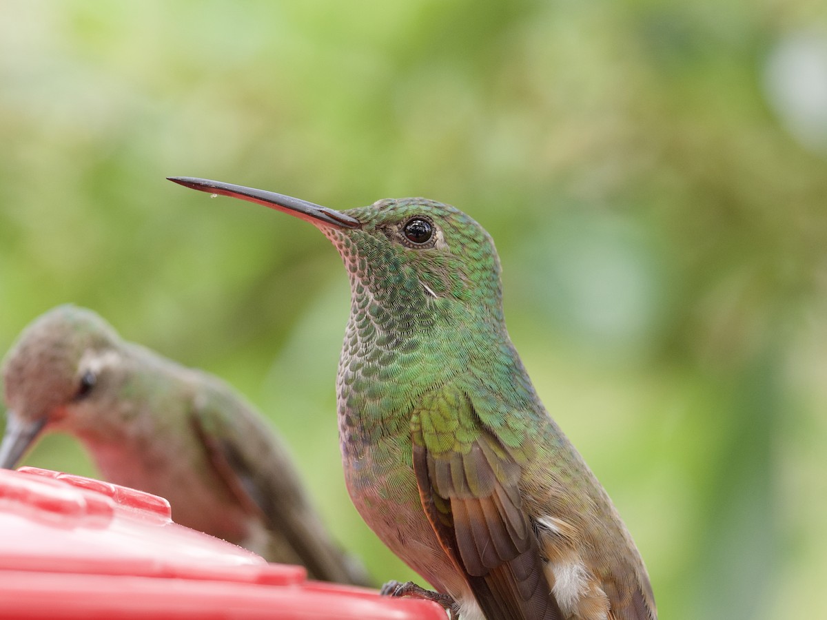 kolibřík mexický - ML621016825
