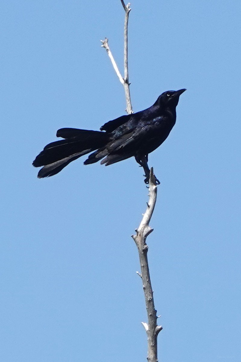 Great-tailed Grackle - ML621016827