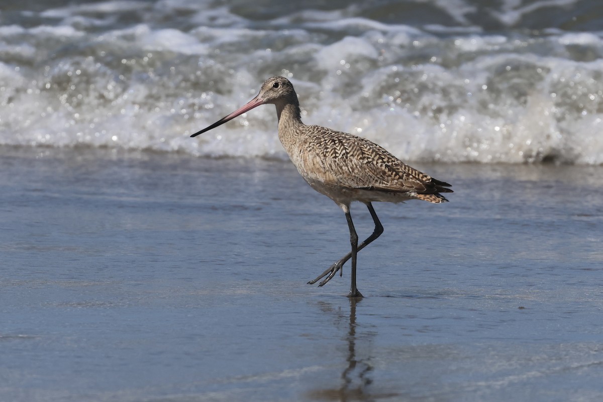 Marbled Godwit - ML621016839