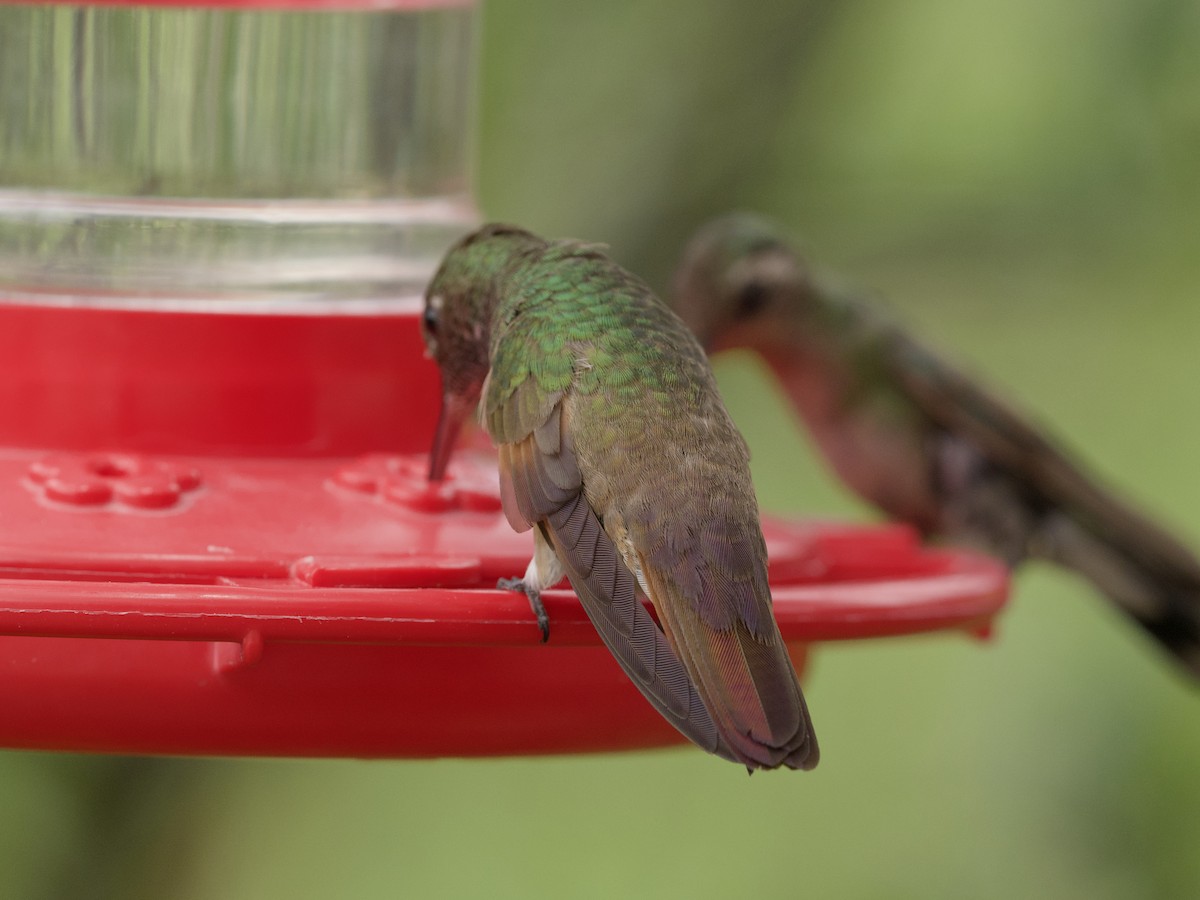 kolibřík mexický - ML621016840