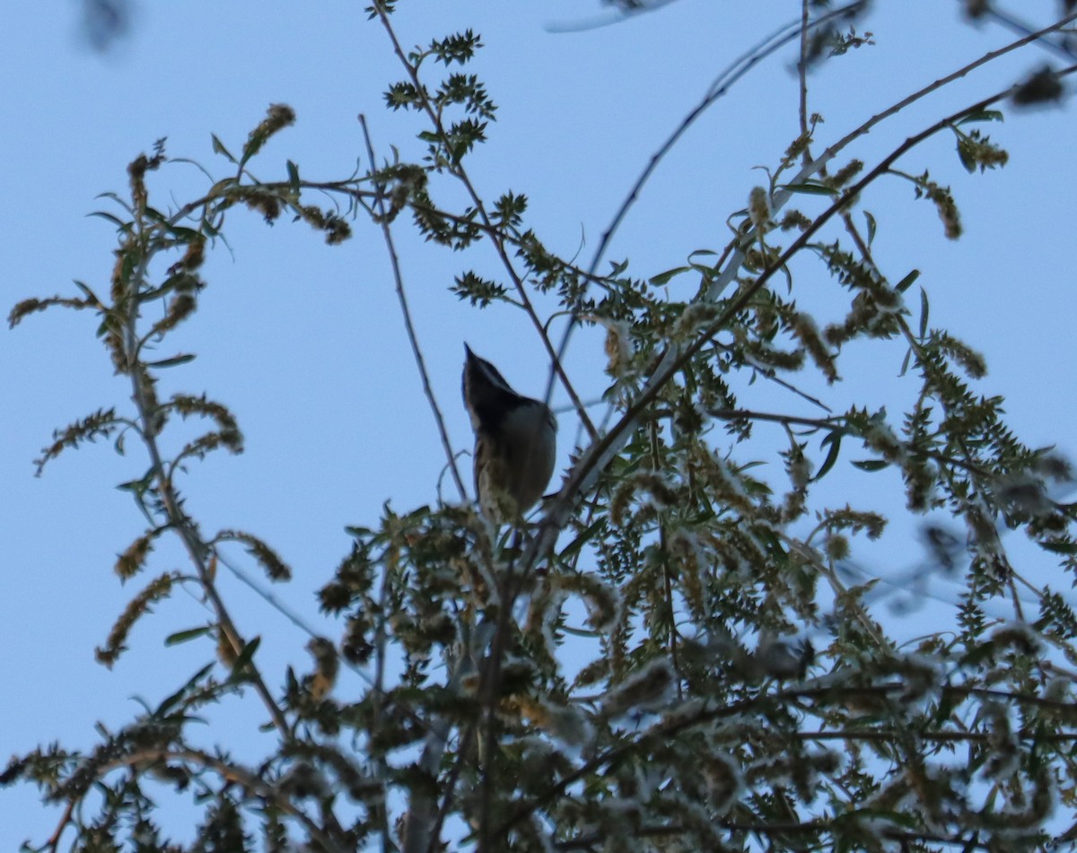 Black-throated Gray Warbler - ML621016843