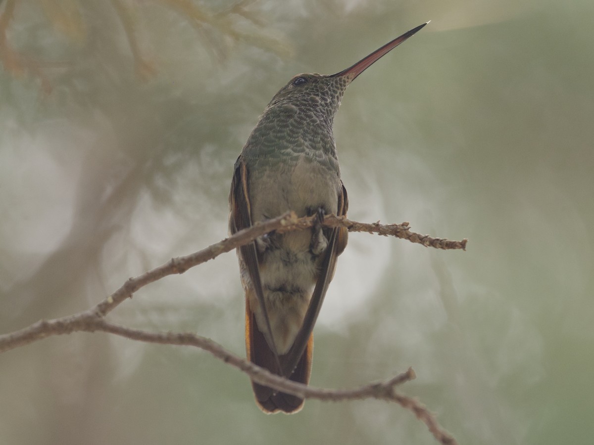 kolibřík mexický - ML621016857
