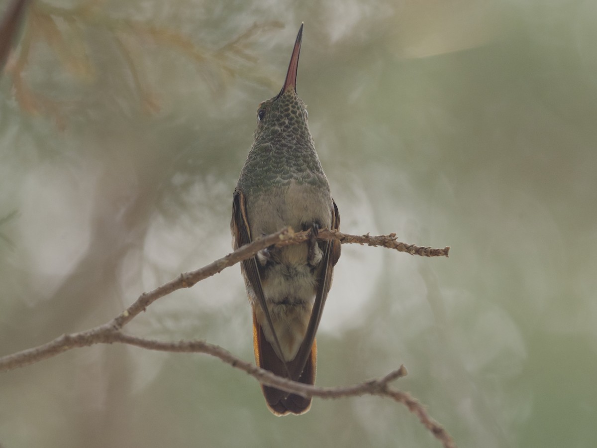 Berylline Hummingbird - ML621016858