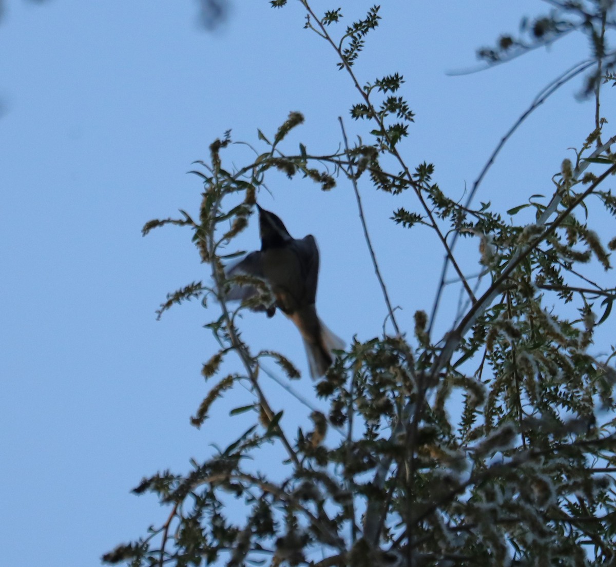 Black-throated Gray Warbler - ML621016864